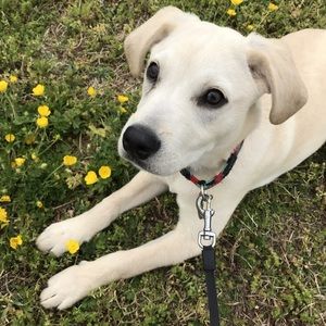 Meet your Posher, El